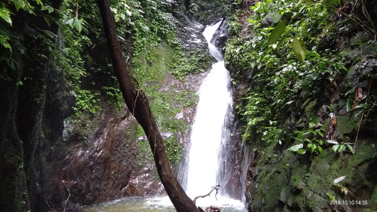 Green Forest Tangkahan מראה חיצוני תמונה